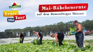 Mairübchen auf dem Feld