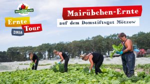 Mairübchenernte